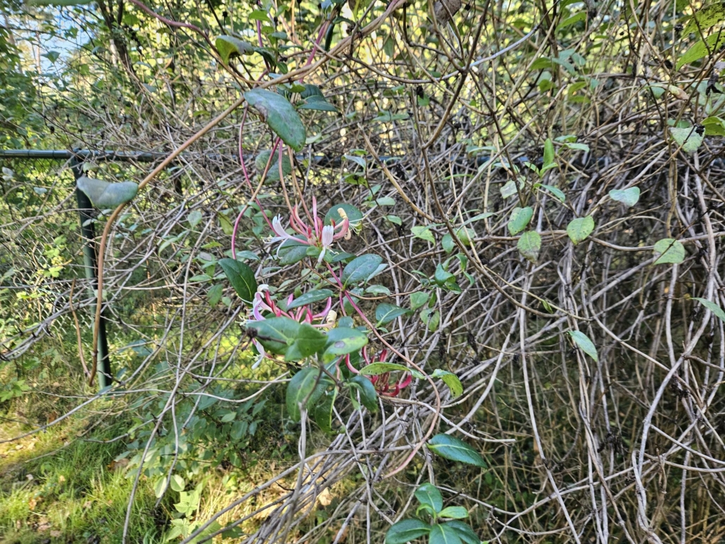 Natuurlijke nestgelegenheden