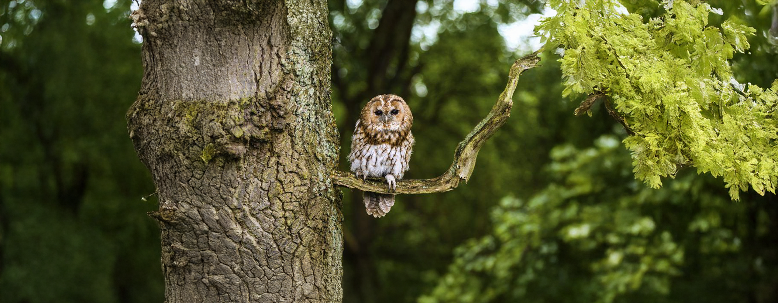 header-website-buitenlucht-natuur